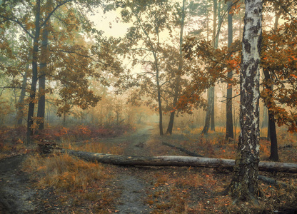 在秋天的森林里散步。秋天的颜色。秋天的心情。忧郁