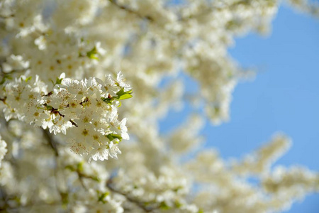 春天盛开的白色春天花朵，一棵树上