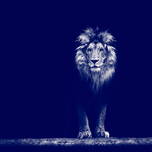 美丽的狮子，狮子在黑暗中的肖像