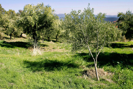 小橄榄树生长, 橄榄树丛在卡拉马塔, Peloponnese, 西南希腊