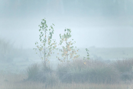 一个美丽的雾蒙蒙的景观, 在湿地的秋天。秋天的风景在沼泽中, 柔软, 扩散的光线, 雾和阴霾。日出在拉脱维亚, 欧洲