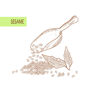 素描叶子芝麻.叶子, 谷粒, 种子.钢包.舀.素描.在白色背景上.单色照片