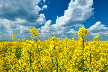 黄色的花田,美丽的春天景观, 阳光灿烂的日子,油菜照片