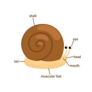 例证蜗牛词汇部分的身体. 矢量