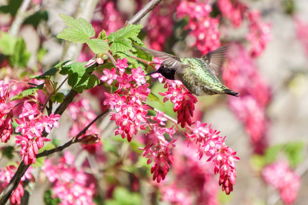 绿色蜂鸟鸟附近 blury 背景上的花