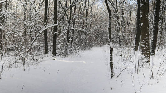 美丽的冬季森林, 树被白雪覆盖