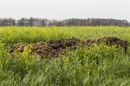 深秋。在盛开的黄芥末田上, 从牛粪和秸秆中拿出一大堆肥料。波德拉西, 波兰