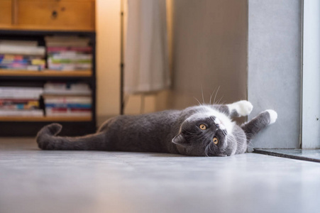 在室内拍摄的英国只灰色的猫