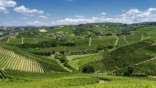 Langhe 葡萄园附近的巴罗洛巴巴瑞斯阿尔巴朗格, Cuneo, 山麓, 意大利, 在夏季