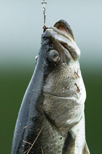 钓鱼比赛中的白海鲈图片