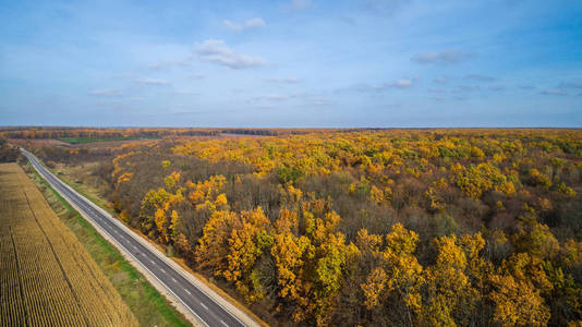 日落时秋天森林中道路的鸟图。惊人的风景与农村的道路, 树木与红色和橙色的叶子在一天附近的玉米地