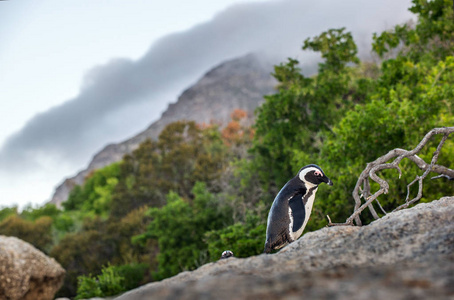 巨石上的非洲企鹅。科学名称 仙人掌, 又名驴企鹅和黑脚企鹅。博尔德殖民地。南非
