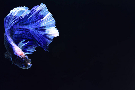 超级蓝 Betta 暹罗格斗鱼。头部为白色, 插入红色。鳍和尾巴像长裙, 半月尾, 完美的鱼的优雅。原产于泰国的鱼. 争取竞争
