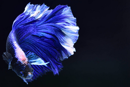 超级蓝 betta 暹罗格斗鱼.头部为白色, 插入红色.