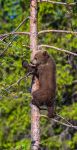 棕熊幼崽在夏季森林里爬上一棵树。科学名称 ursus arctos