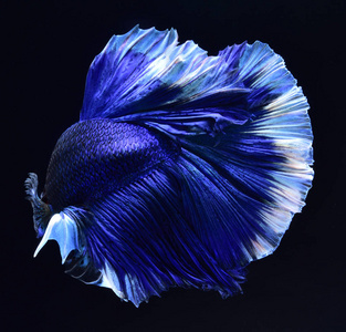 野蛮的舞蹈超级蓝 betta 暹罗格斗鱼.头部为白色, 插入红色.