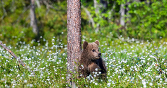 棕色熊幼崽在夏天的森林中的白花。科学名称 乌尔苏斯阿尔克托斯。天然绿色背景。自然栖息地