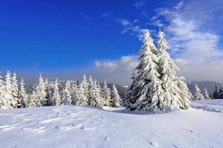在被雪覆盖的草坪上, 美丽的树木正站在寒冷的冬日里, 被雪花倾泻而下。神话般的冬季背景的传单