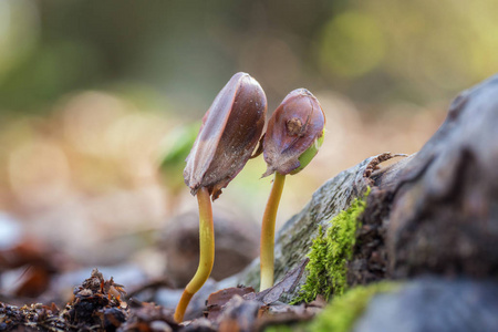 一对欧洲山毛榉树苗在森林中, 自然春天的背景象征着新的生活照片