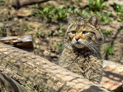 欧洲野生猫, 河猫松针, 生活在树林里