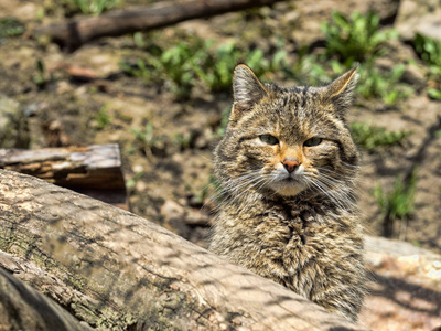 欧洲野生猫, 河猫松针, 生活在树林里