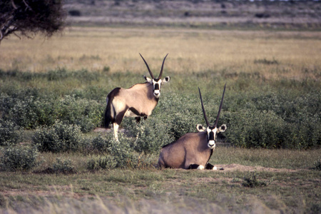 gemsbok oryx gazella, 中部卡拉哈里狩猎保护区, 博茨瓦纳 ghanzi, afric