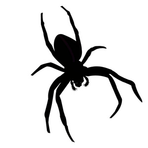 黑蜘蛛。在白色背景的蜘蛛剪影