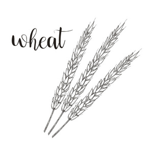 小麦草绘矢量图。麦子的手