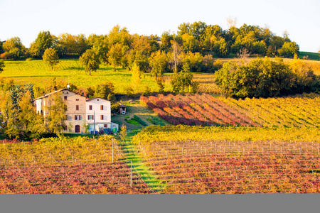 Castelvetro di 摩德纳，秋天的葡萄园