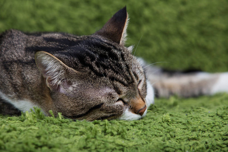 放松在人工绿色草地上睡觉的猫