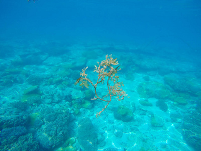 海水和植物。海洋环境水下照片