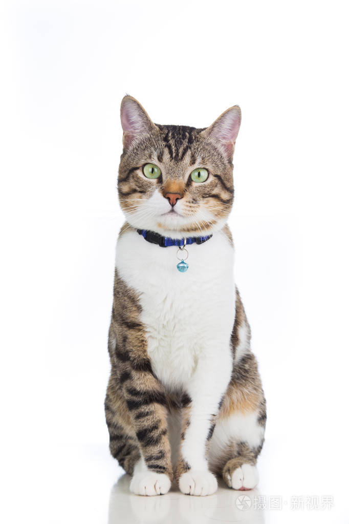 猫坐着和期待着孤立的白色背景上的相机