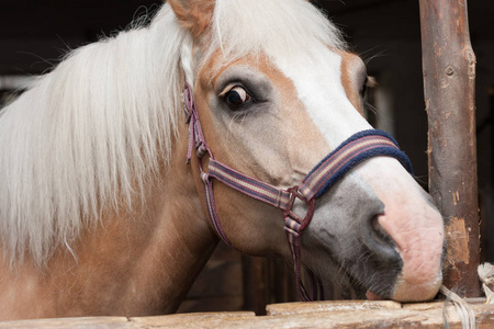 种马马品种 haflinger 马头部的特写