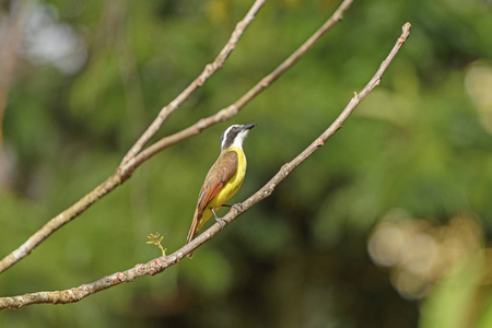 在森林里的大 Kiskadee