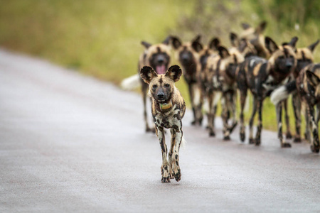 群非洲野狗的道路上