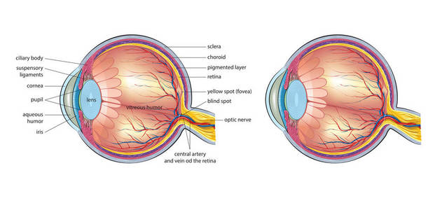 人类的眼睛解剖