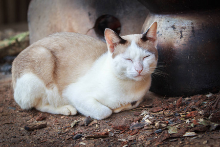 关闭了只猫睡在地上，把重点放在前台