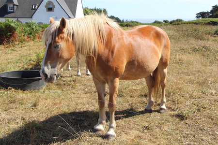 Haflinger 小马在一个字段中