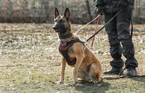 工作犬训练中