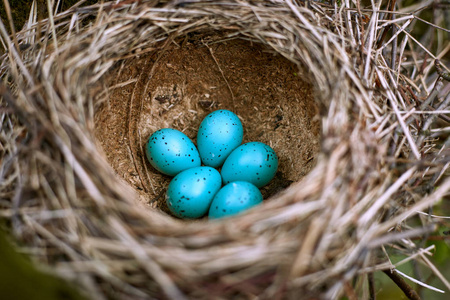 用五个鸡蛋在野生鸟的巢