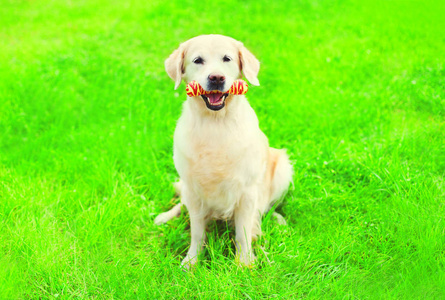 黄金猎犬狗用橡胶骨玩具在草地上，苏