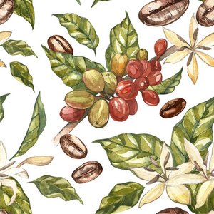红色的咖啡阿拉比卡咖啡豆与花孤立, 水彩插图的树枝上照片