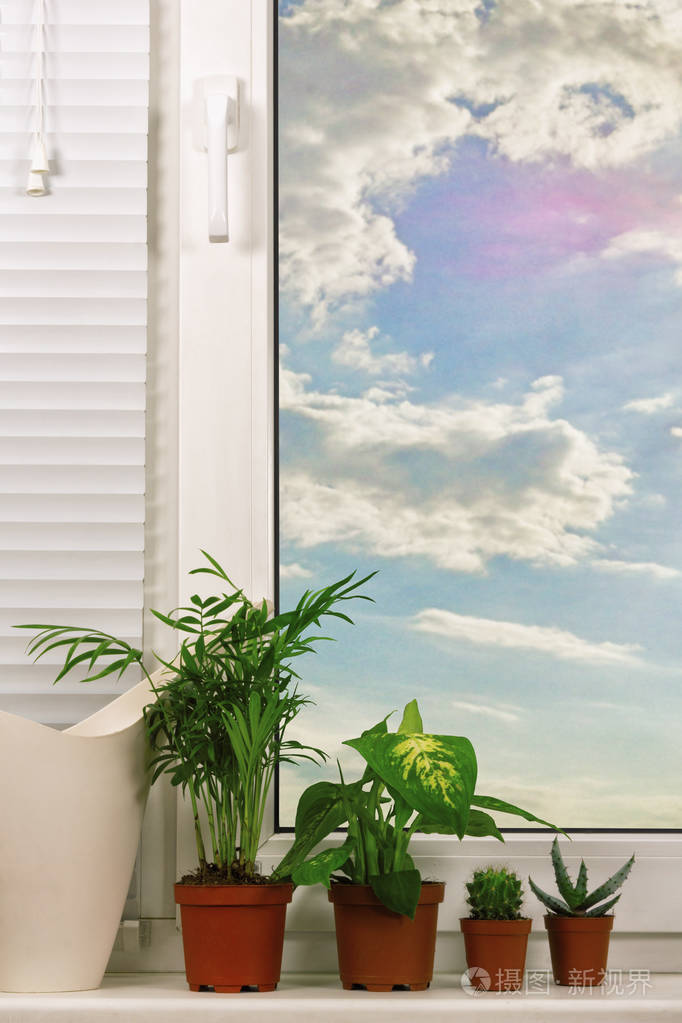 在窗台上的花盆里的盆栽的植物