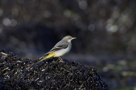 灰瓦尾motacilla cinerea