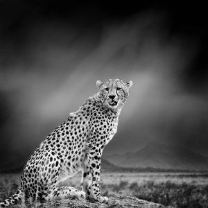 黑白图像的猎豹