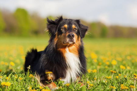 澳大利亚牧羊犬的画像