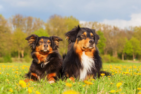 两个澳大利亚牧羊犬的画像