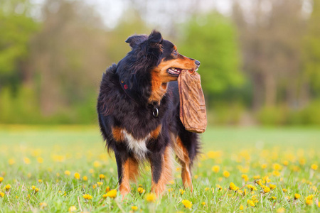 澳大利亚牧羊犬的狗站在草地上