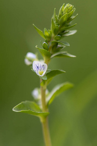 百里香叶斯皮德韦尔 Veronica serpyllifolia 在花中