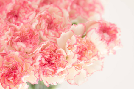 粉色康乃馨花束照片